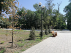Новый, но уже похож на заброшенный: что происходит в единственном в Александровке парке на Вересаева