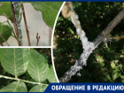 Два садовых товарищества в Первомайском районе Ростова пострадали от нашествия белой цикадки