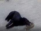 Агонию отравленного догхантерами щенка очевидцы сняли на видео в Ростове