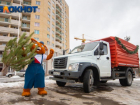 В Ростове пройдет масштабная акция по сбору елок 21 января