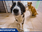 Хочется помочь им всем: как живет и работает центр «Собачий Патруль», где ежегодно стерилизуют более 2,5 тысяч собак