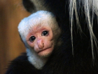 На Новый год в ростовском зоопарке устроят праздник для обезьян