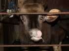В Ростовской области у бычка зарегистрировано бешенство