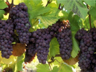 Виноградари и садоводы получат поддержку  свыше 50 млн рублей