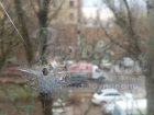 "Террористы" обстреляли металлическими шариками многоэтажку в центре Ростова