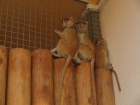 В зоопарк Ростова привезли шесть красных мартышек из Латвии