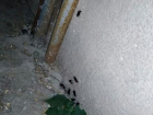 Полчища наглых неубиваемых тараканов заполонили многоэтажки Ростова