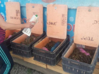 В Ростове нелегально продавали раков из Армении 