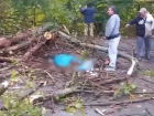 В Ростовской области женщину убило упавшим деревом