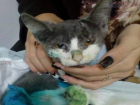 Сбитого машиной кота-«Франкенштейна» вернули к жизни ветеринары в Ростове