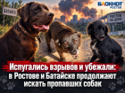 Испугались взрывов и убежали: в Ростове и Батайске продолжают искать пропавших собак