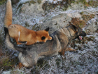 Общавшаяся с дикими лисами на своем подворье собака подхватила бешенство в Ростовской области