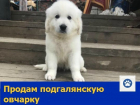 Симпатичного щенка подгалянской овчарки с богатой родословной продают в Ростове