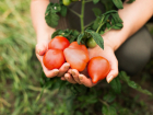 Дозреют и наполнятся: эксперты рассказали ростовчанам о способах продлить сбор урожая томатов в сентябре