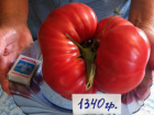 В Ростовской области женщина вырастила помидор размером с дыню