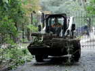 Администрация Кировского района отказалась показывать документы на вырубку деревьев на Пушкинской