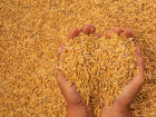 В Ростовской области построят завод по переработке зерна за 30 млрд рублей 