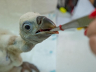 В ростовском зоопарке сотрудники «высидели» птенца белоголового сипа