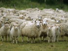 На Дону задержали почти сотню «нелегальных» овец