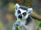 Лемуры станут жителями ростовского зоопарка