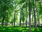 Стало известно число деревьев и их состояние в ростовском парке Революции