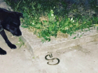 Появившийся «не в том месте» загадочный змей напугал жильцов многоэтажки Ростова