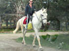 Принцессу на «отобранном у принца» белом коне высмеяли жители Ростова