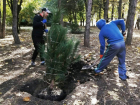 Весной в Ростове-на-Дону высадят 11 тысяч деревьев и 22 тысячи кустарников
