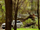Шквалистый ветер повалил огромное дерево на иномарки в Ростове