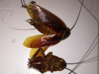Мерзкие гигантские тараканы с крыльями атаковали обессиленных жильцов многоэтажки Ростова
