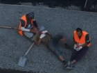 Минуткой нежности на рабочем месте разбавили стройку улицы Станиславского в Ростове на видео