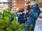 Ростовчанам предлагают сдать новогодние елки на экологичную утилизацию