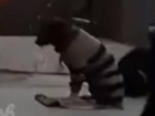 Жестокое обращение хозяина с «полудохлой» собачкой-попрошайкой возмутило ростовчан на видео