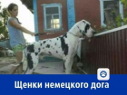 Щенков немецкого дога продает ростовский питомник