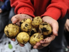 Вредоносный картофельный трафик был пресечен в Ростовской области 