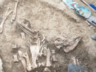 Скелет коня и чучело теленка нашли археологи в центре Ростова