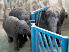 В ростовском зоопарке слонов угостят блинами на Масленицу