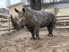 Показательное кормление носорогов проведут в ростовском зоопарке