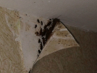 Полчища диких и грязных ростовских тараканов заполонили многоэтажку