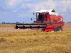 Рекордный урожай ранних зерновых собрали аграрии Ростовской области 