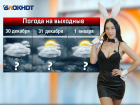 Очаровательный кролик рассказал о погоде в Ростове на Новый год