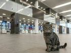 Ростовский аэропорт "Платов" назвал самые популярные авиарейсы