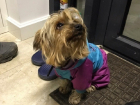 Собака в стильном розово-голубом костюме растрогала женщин Ростова 