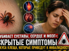 «Убивает суставы, сердце и мозг»: скрытые симптомы укуса клеща, которые могут привести к инвалидности