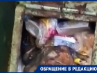 Крысы, тараканы и горы мусора несколько месяцев мучают жителей многоэтажки в Ростове
