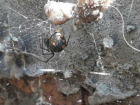 Ядовитые пауки-каракурты перепугали садоводов в Ростове и попали на фото