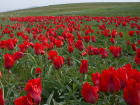 Прекрасные и дикие тюльпаны Биберштейна восхитили жителей Ростовской области