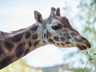Жирафихе из Ростовского зоопарка исполнилось 29 лет 