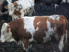 Сто быков из Калмыкии проверят на туберкулез в Ростовской области