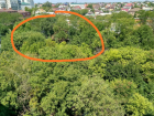Здоровые зеленые деревья вырубят в Ростове ради новой стройки